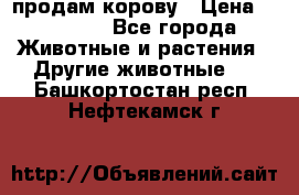 продам корову › Цена ­ 70 000 - Все города Животные и растения » Другие животные   . Башкортостан респ.,Нефтекамск г.